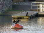 FZ011535 Cormorant (Phalacrocorax Carbo) drying their wing.jpg